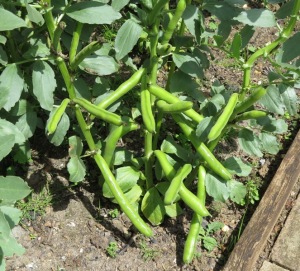 Broad Bean crop